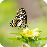 Cute HD Butterfly Wallpapers