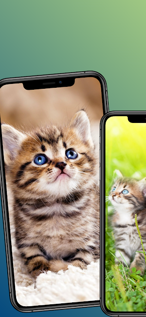 Cat wallpapers - 4k animals Screenshot 3
