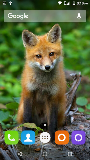 Cute Fox Wallpapers HD Screenshot 3