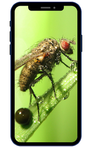 Insect Wallpapers Screenshot 0