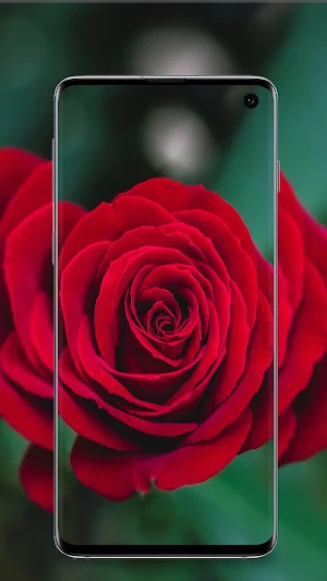 Rose wallpaper Screenshot 0