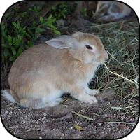 Rabbit wallpapers