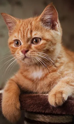 Cat Wallpapers Screenshot 1
