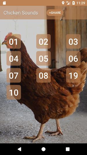 Chicken Sounds Screenshot 0