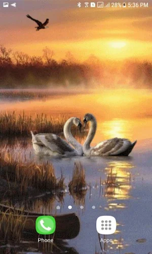 Evening Swan Love LWP Screenshot 1