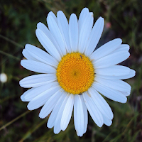 Daisy Flower Wallpapers