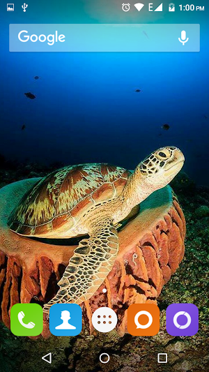 Turtle Wallpapers Hd Screenshot 3