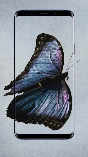 Butterfly Wallpapers Screenshot 3