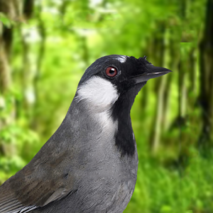 Black-throated laughingthrush Screenshot 3