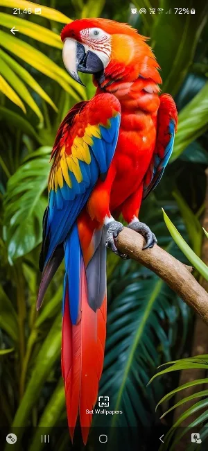 Parrot 2 Rainbow Wallpaper Screenshot 3