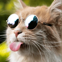 Lindas Pegatinas de gatos