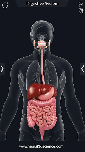 Digestive System Screenshot 1