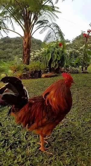 Puerto Rico Wallpaper HD Screenshot 2