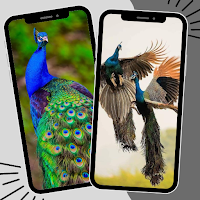 Peacock Wallpaper