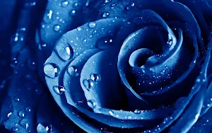 Blue Rose Wallpapers Screenshot 1
