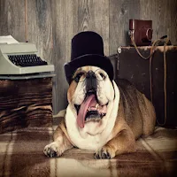 bulldog