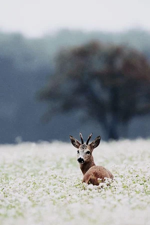 Deer Wallpapers HD Screenshot 1