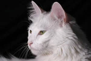 White kitten wallpapers Screenshot 3