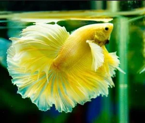 Betta Fish Screenshot 2