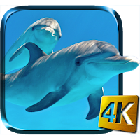 Dolphins Live Wallpaper