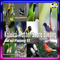 Pemikat Murai Batu Medan Isian