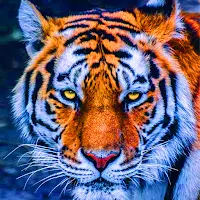 Tiger Wallpaper 4K