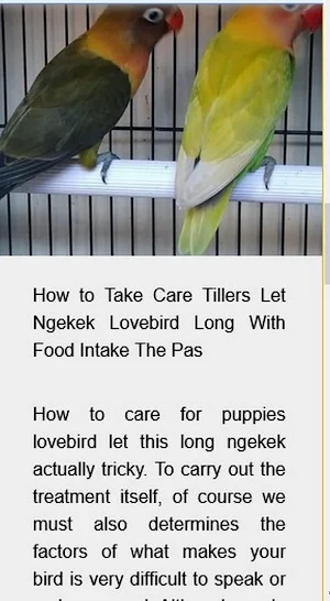 Caring for lovebird birds Screenshot 2