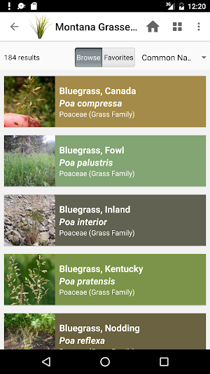 Montana Grasses Screenshot 2