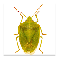 GA Cotton Insect Advisor