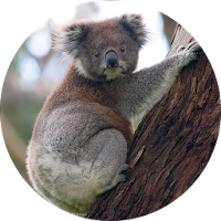 Koala Sounds