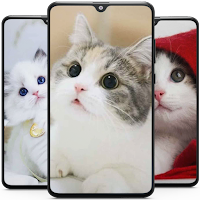 Kitten Cute Cat Wallpaper HD
