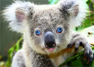 Koala bear wallpapers Screenshot 1