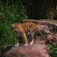 Tiger Wallpaper HD