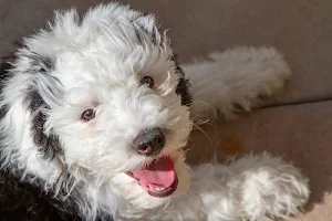 Sheepadoodle Dog Wallpapers Screenshot 2