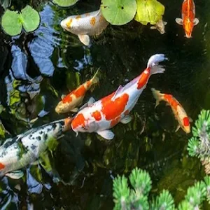 Koi Fish Wallpapers HD Screenshot 1