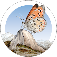 Yosemite Butterflies