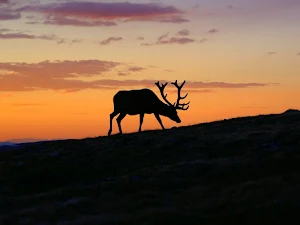 Deer wallpapers Screenshot 0