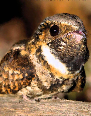 Whippoorwill Bird Sounds Screenshot 0