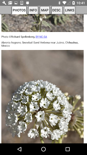 Utah Wildflowers Screenshot 3