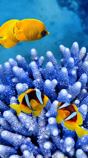 Fish Wallpapers Screenshot 3