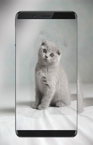 Kitten Wallpapers Screenshot 1