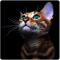 Cat Wallpapers