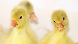 Young animal wallpapers Screenshot 2