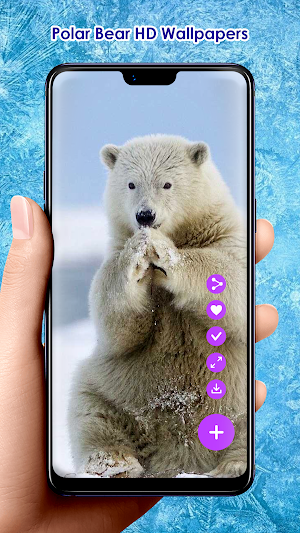 Polar Bear HD Wallpapers Screenshot 0