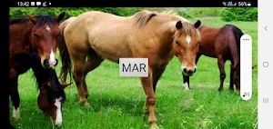 Ache o Cavalo Screenshot 3
