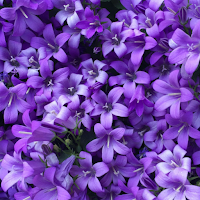 Flower Wallpapers & Floral