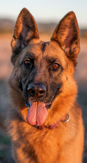German Shepherd Wallpapers Screenshot 3