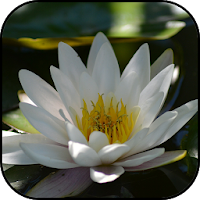 Lilies wallpapers