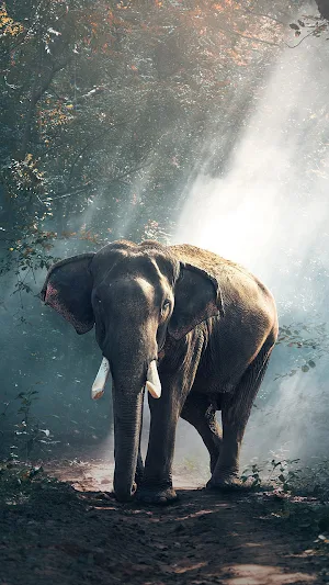 Wild Animal Wallpaper 4K Screenshot 2