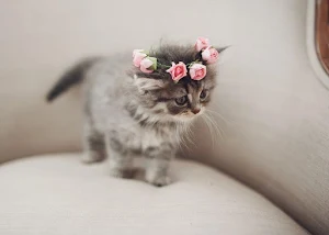 Baby Animals Wallpapers HD Screenshot 3